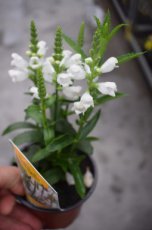 Physostegia virginiana ‘Summer Snow’ | Scharnierplant 80 P9