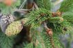 Picea abies 100/125 Mot Picea abies(=excelsa) | Fijnspar/kerstspar  100-125 Mot