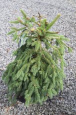 Picea abies 100/125 Mot Picea abies(=excelsa) | Fijnspar/kerstspar  100-125 Mot