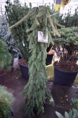 Picea abies 'Inversa' | Fijnspar/kerstspar 80-100 mot