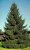 Picea abies 25 st. 30/40 BW Picea abies(=excelsa) 25 st. 30-40  BW  | FIJNSPAR☃