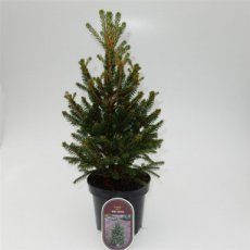 Picea abies 'Will's Zwerg' | Fijnspar 40-45 C5