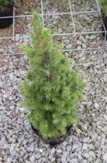 Picea glauca ‘Conica’ 30/40 Picea glauca ‘Conica’ | Dwergspar 30-40 C