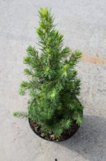 Picea ‘J.W. Daisy’s White’ 25/30 C5 Picea glauca ‘J.W. Daisy’s White’ | Dwergspar 25-30 C5