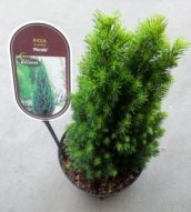 Picea glauca 'Piccolo' | Dwergspar 20-25 C