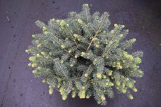Picea omorika ‘Karel’ 20/25 C Picea omorika‘Karel’ | Kerstspar-spar 20-25 C