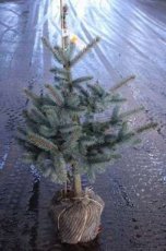 Picea pungens ‘Hoopsii’ 80/100 Mot Picea pungens‘Hoopsii’ | Kerstspar-spar 80-100 Mot