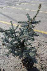Picea pungens ‘Koster’ 80/100 Mot Picea pungens‘Koster’ | Kerstspar-spar 80-100 Mot