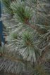 Pinus flex. 'Vanderwolf's Pyramid' 60/80 C13 Pinus flexilis 'Vanderwolf's Pyramid' | Witte pijnboom 60-80 C13