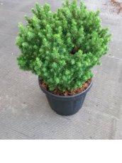 Pinus glauca 'Alberta Globe' Pinus glauca 'Alberta Globe' | Witte fijnspar 25-30 C5