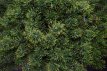 Pinus mugo 'Carsten' 20/30 C Pinus mugo 'Carsten'(=Carsten's Wintergold) | Bergpijnboom 20-30 C