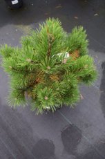 Pinus mugo ‘Gnom’ 25/30 C5 Pinus mugo ‘Gnom’ | Pijnboom-Bergden  25-30 C5