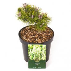 Pinus mugo ‘Mops’ 15/20 C Pinus mugo ‘Mops’ | Pijnboom-Bergden  15-20 C