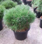 Pinus mugo 'Pumilio' | Bergpijnboom 30-40 C8