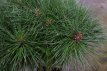 Pinus nigra 'Brepo' - stam 30 Pinus nigra 'Brepo' - stam 30 | Pijnboom 50-60 C18