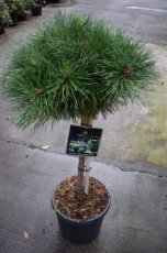 Pinus nigra 'Brepo' - stam 30 | Pijnboom 50-60 C18