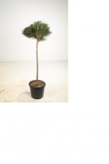 Pinus nigra 'Brepo' - stam 100 Pinus nigra 'Brepo' - stam 100 | Pijnboom 120-130 C35