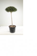Pinus nigra 'Brepo' - stam 80 Pinus nigra 'Brepo' - stam 80 | Pijnboom 110-120 C35
