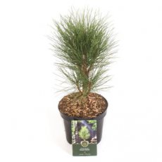 Pinus nigra 'Green Tower' | Zwarte den 25-30 C3