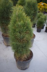 Pinus nigra 'Green Tower' 100/125 C30 Pinus nigra 'Green Tower' | Zwarte den 100-125 C30