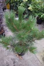 Pinus nigra nigra | Pijnboom 30-40 C5