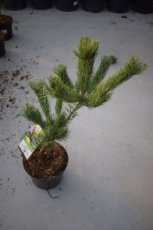 Pinus parviflora 'Glauca' | Japanse witte pijnboom 35-40 C