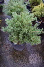 Pinus parviflora 'Linda' 25/30 C5 Pinus parviflora 'Linda' | Japanse witte pijnboom 25-30 C5