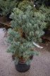 Pinus parviflora 'Negishi' 60/70 Pinus parviflora 'Negishi' | Japanse witte pijnboom 60-70  C25