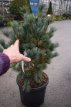 Pinus parviflora 'Negishi' 60/70 Pinus parviflora 'Negishi' | Japanse witte pijnboom 60-70  C25