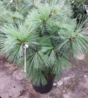 Pinus schwerinii 'Wiethorst' | Den 15-20 C