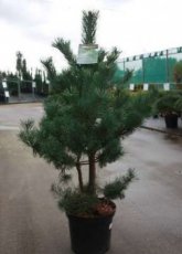 Pinus sylvestris 100/125 C12 Pinus sylvestris | Pijnboom 100-125 C12
