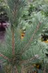 Pinus sylvestris 80/100 Mot Pinus sylvestris | Grove den 80-100 Mot