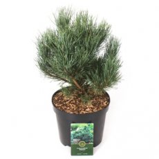 Pinus sylvestris ‘Watereri’ 30/40 C5 Pinus sylvestris ‘Watereri’ | Pijnboom 30-40 C5