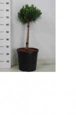 Pinus sylvestris ‘Watereri’ stam 35 Pinus sylvestris ‘Watereri’ -stam 35  | Pijnboom 75 C12