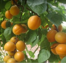Prunus armeniaca 'Goldrich' HA C Prunus armeniaca 'Goldrich' HALFSTAM | Abrikoos C7