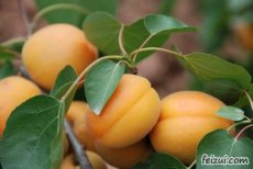 Prunus armeniaca 'Kioto'® STR C Prunus armeniaca 'Kioto'® | Abrikoos C7