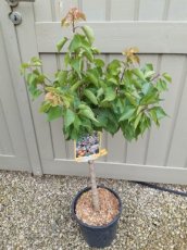Prunus armeniaca 'Nana Aprigold' - dwerg Prunus armeniaca 'Nana Aprigold' 80-100 C10 | Dwergabrikoos