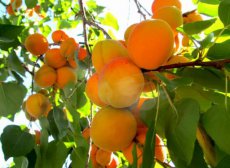 Prunus armeniaca 'Tyrinthos' STR C Prunus armeniaca 'Tyrinthos' | Abrikoos C7
