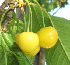 Prunus av. 'Dönissens Gelbe Knorpelkirsche'-dwerg Prunus avium  'Dönissens Gelbe Knorpelkirsche' 80-100 C4 | Dwergkers