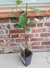 Prunus avium 'Regina' - patio mini Prunus avium 'Regina' 25 C2 | Patio-kers