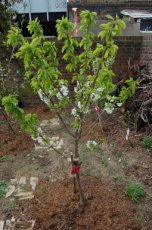 Prunus avium 'Stella' - patio Prunus avium 'Stella' 40 C4 | Patio-kers