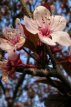 Prunus cerasifera ‘Nigra’ 12/14 HO C35 Prunus cerasifera ‘Nigra’(= Pr.pissardii) 12/14 HO C35 KERSPRUIM