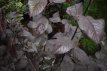 Prunus cerasifera Nigra 60/80 C Prunus cerasifera ‘Nigra’(Pr.pissardii) |GESCHIKT HOGE HAAG | Kerspruim 60-80 C