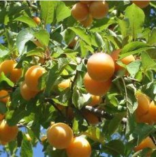 Prunus domestica 'Mirabelle de Nancy' HA C Prunus domestica 'Mirabelle de Nancy' HALFSTAM | Pruim C7