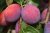 Prunus domestica 'Queen Victoria' STR C Prunus domestica 'Queen Victoria'  | Pruim C7