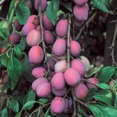 Prunus domestica 'Queen Victoria'  | Pruim C7