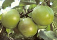 Prunus domestica 'Reine Claude Verte'(=R.C Dorée-Crottée-Green Gage)  | Pruim C7