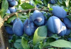Prunus domestica 'Stanley' HALFSTAM  | Pruim-Kwets C7