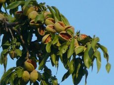 Prunus dulcis 'Robijn' HA C7