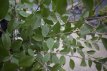 Prunus eminens ‘Umbraculifera’ 10/12 HO C30 Prunus eminens ‘Umbraculifera’ (= Prunus frut. ‘Globosa’) 10/12 HO C30 KERS-SIERKERS-BOLPRUNUS